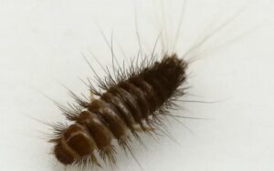 Carpet Beetle Larvae