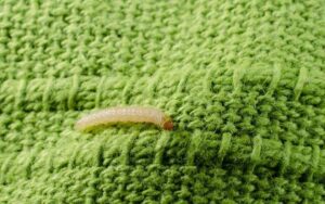 Clothes Moth Larvae