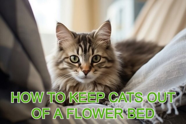 how to keep cats out of a flower bed