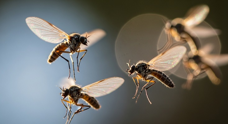 How to get rid of gnats